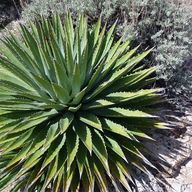 Nevada Agave Fruit