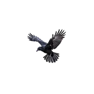 Crow