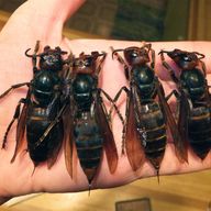 Southern Giant Hornet