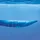 Tasman Whale