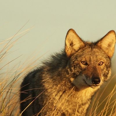 Nuwishas header image