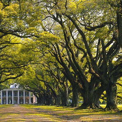 James "Oak Crown" Kincaid header image