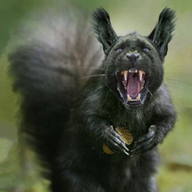 Fanged Squirrel