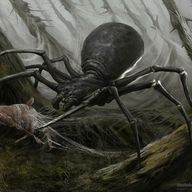 Goliath Spider