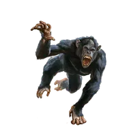 Ape