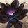 Black Lotus
