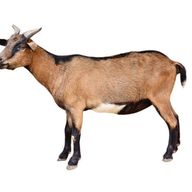 Goat