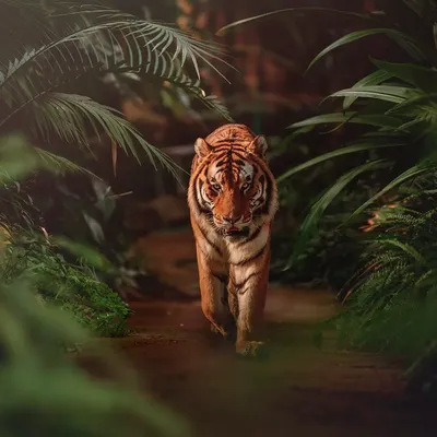 Rachmad Kurnia header image