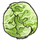 Cabbage