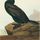 Cormorant