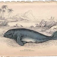 Manatee