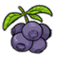 Blueberries