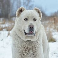 Алабай Махмуд