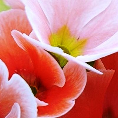 Xochiquetzal header image