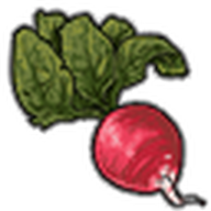 Radish