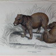 Capybara