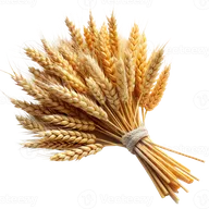 Gavilla Blanca de Grano