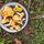 Foraging Rules