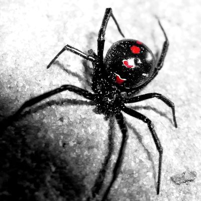 Lena Beecham "Veuve Fatale" header image