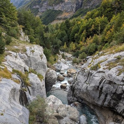 Oris Honeyflower header image