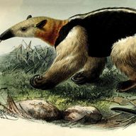 Tamandua