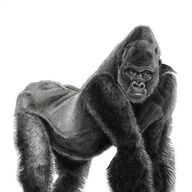 Gorilla