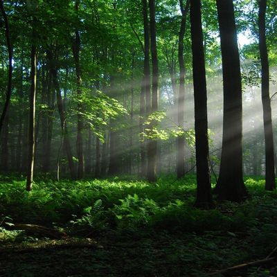 Sept du Renouveau de Gaïa header image