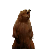 Brown Bear