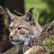 Journal de bord de Freya Lockhart - 03 - Travail d'équipe