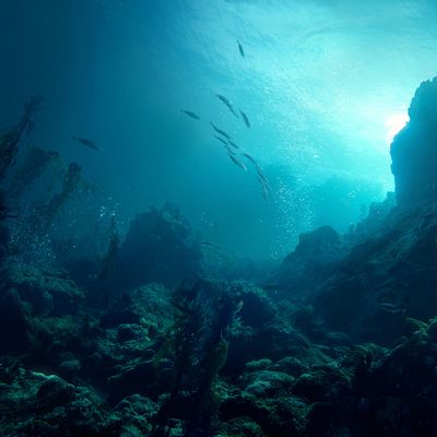 Coralan header image