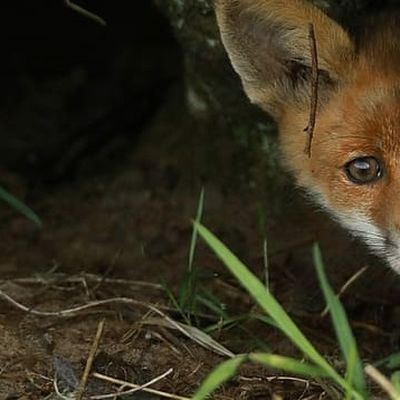 Coyote miniature header image