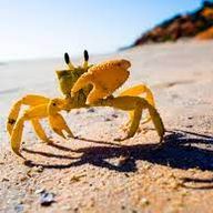 Crustaformes