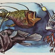 Anglerfish