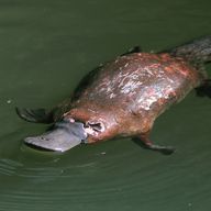 Platypus