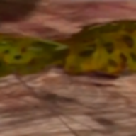 Feuilles d’Alihotsy