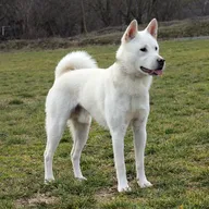 Кисю-метис Гото