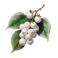 Silverthorn Berries