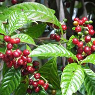 Coffee Plant