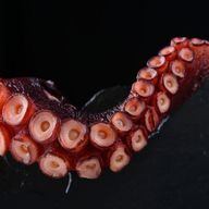 Tentacle Limb