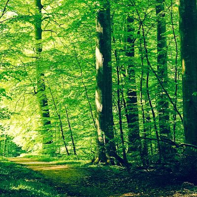 Fleckenfuchswald header image