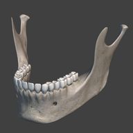 Human Jaw