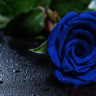 Elizabeth Broad header image