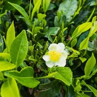 Tea Shrub