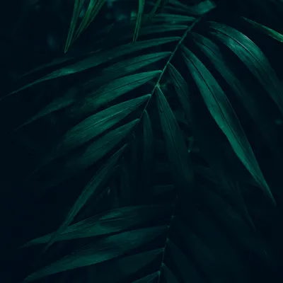 Grandwood Forest header image