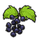 Blackcurrant
