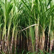 Sugarcane