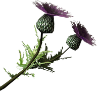 Thistle