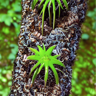 Greenmane