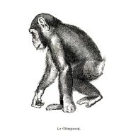 Chimpanzee