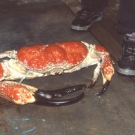 Oceanykan Giant Crab